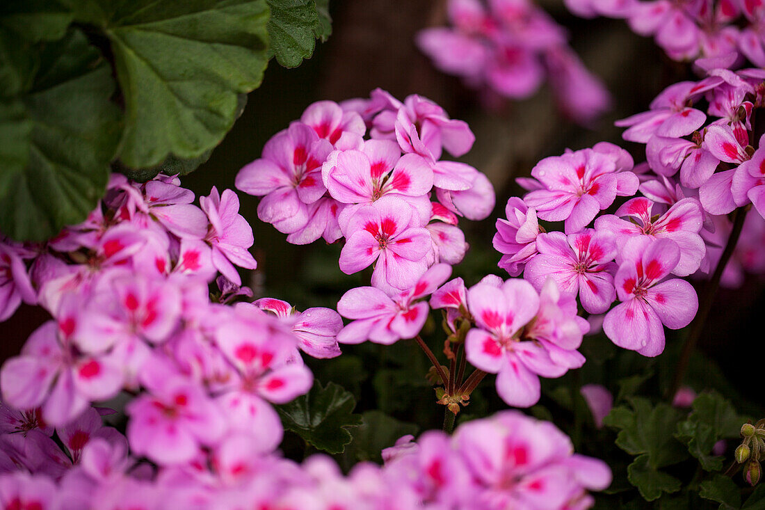 Pelargonium  zonale 'Ameta'