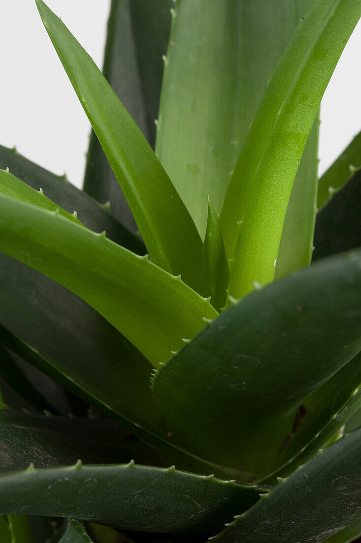 Aloe Aristata