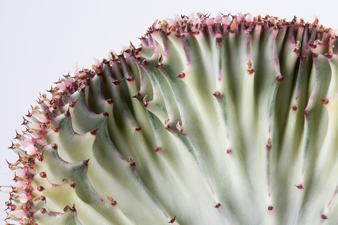 Euphorbia lactea 'Cristata'