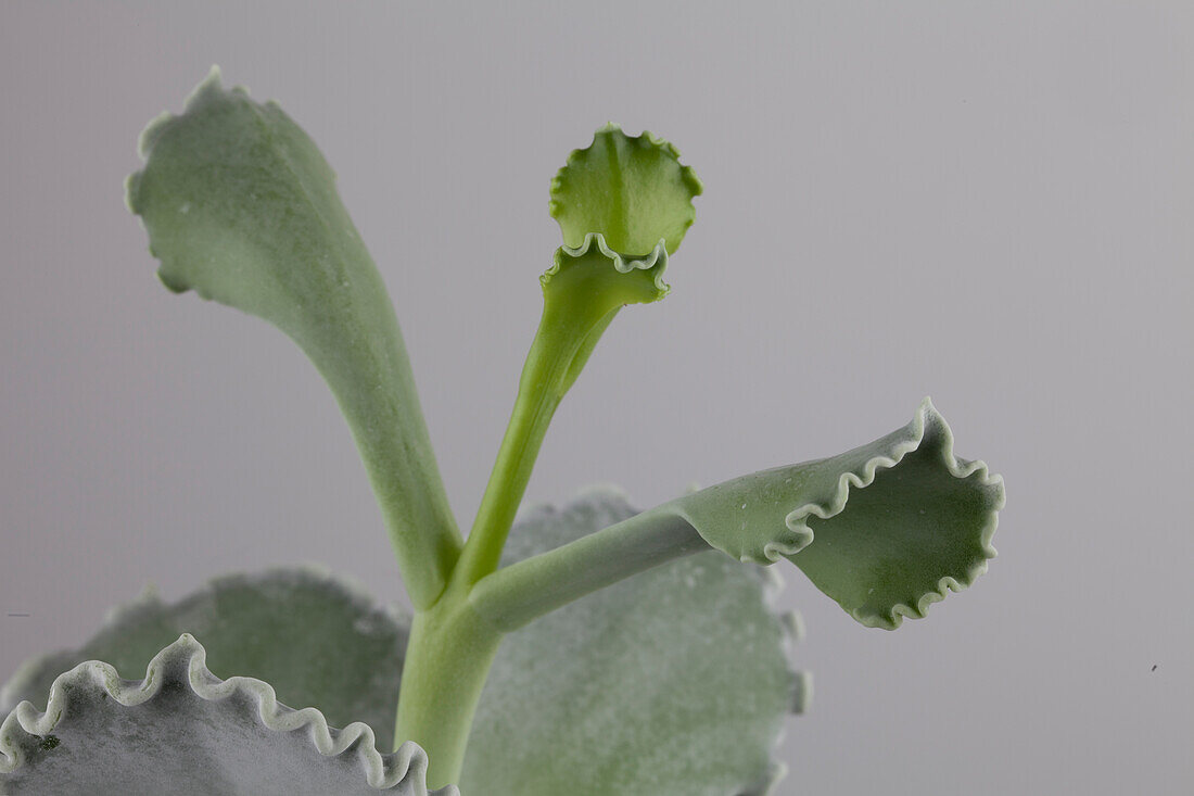 Cotyledon white pand