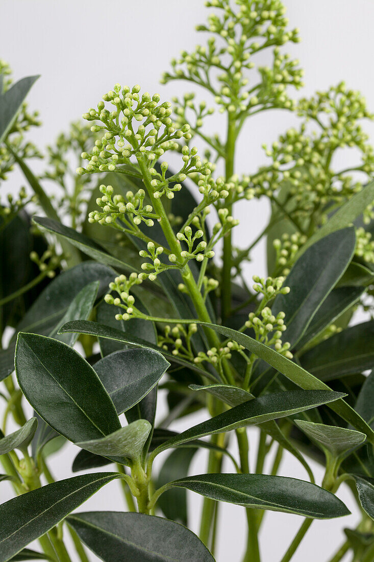 Skimmia "Finchy