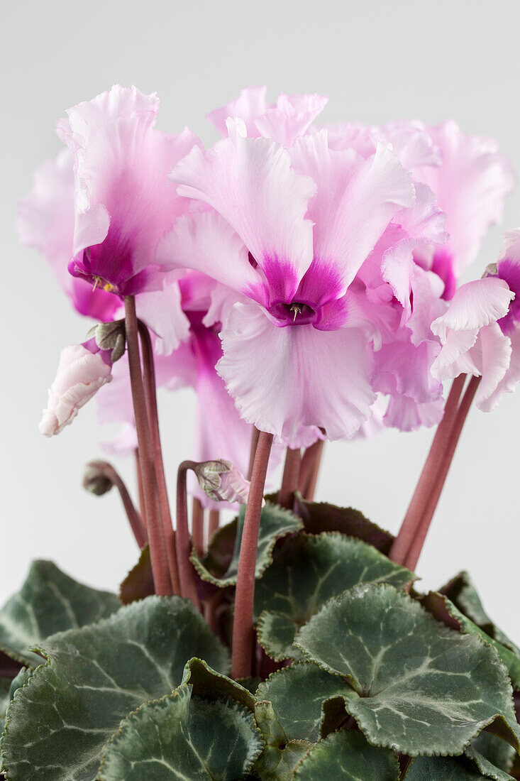 Cyclamen persicum