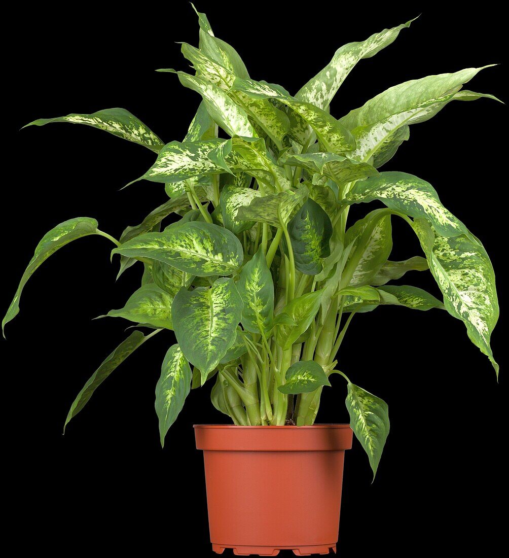 Dieffenbachia maculata