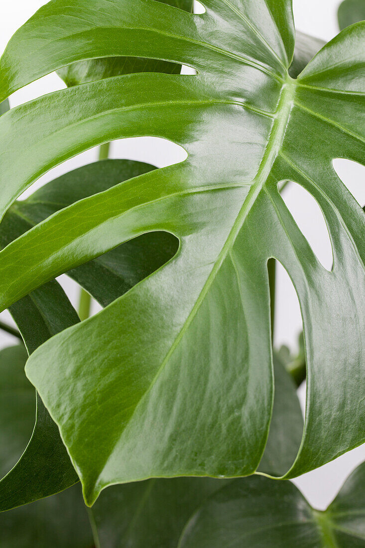 Monstera deliciosa