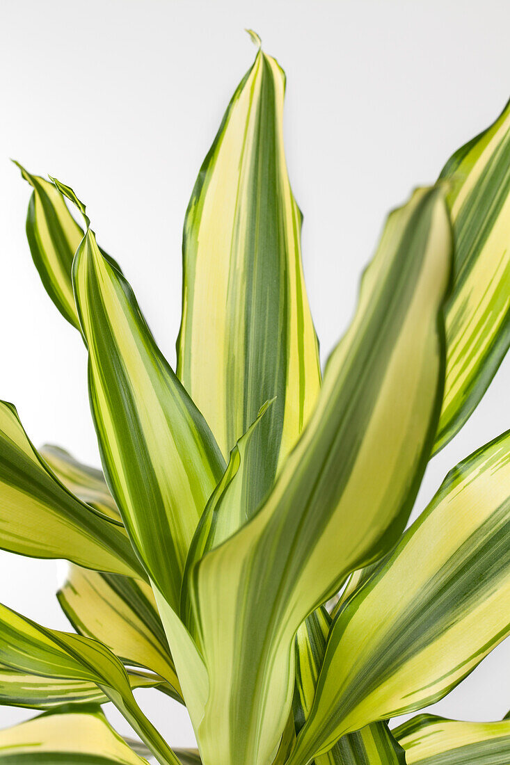 Dracaena fragrans 'Yellow Coast'