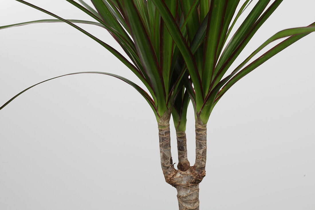 Dracaena marginata, stem