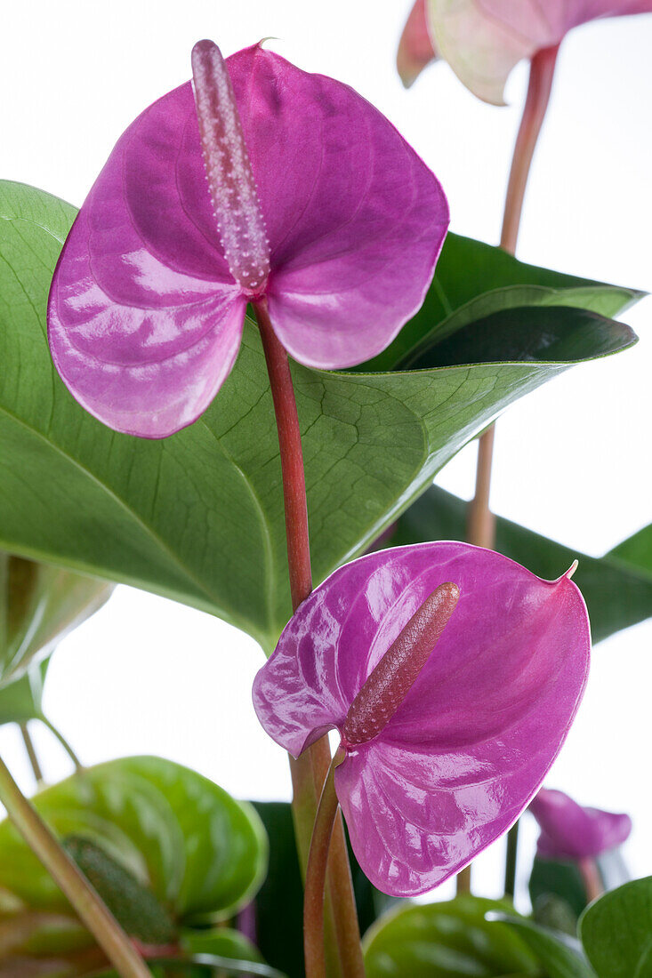 Anthurium x andreanum 'Cavalli