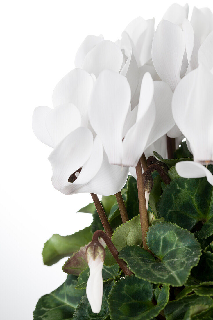 Cyclamen persicum