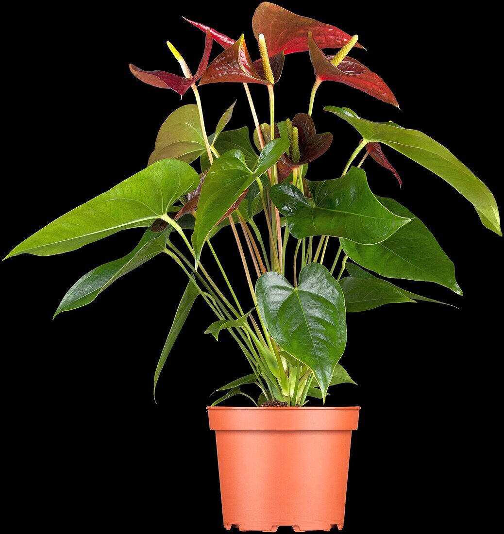 Anthurium x andreanum 'Otazu