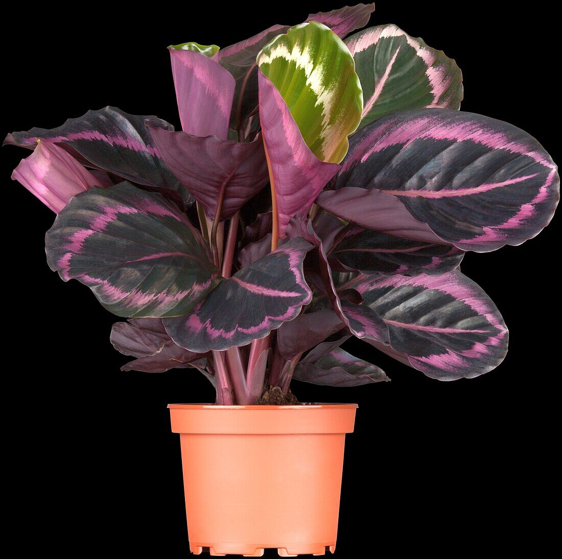 Calathea