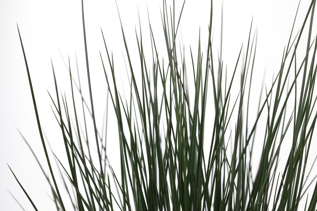 Juncus Pencil Grass