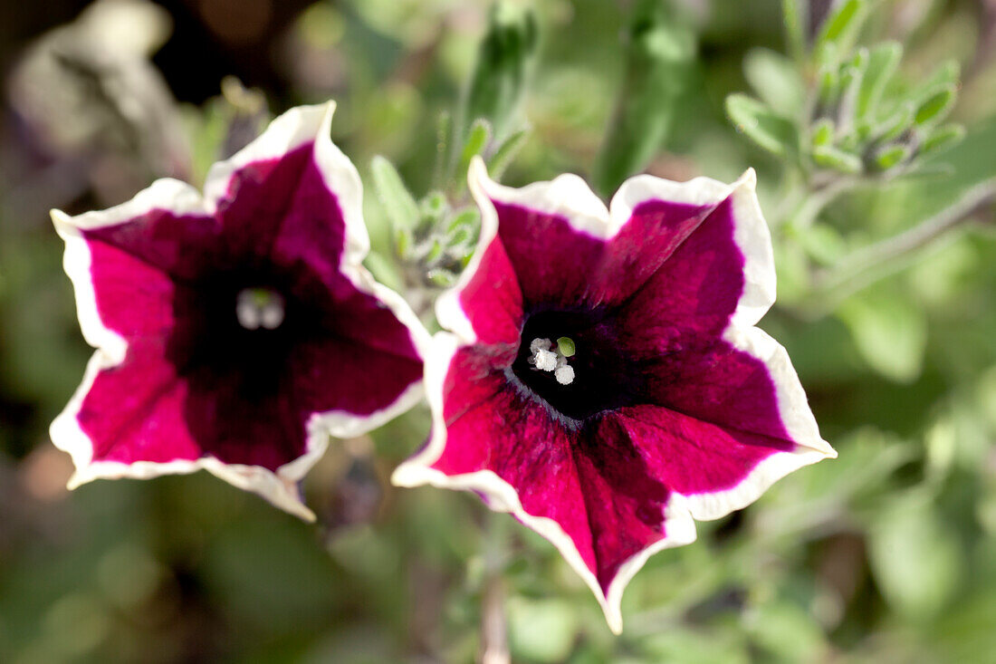 Petunia 'Cascadias Rim Magenta'