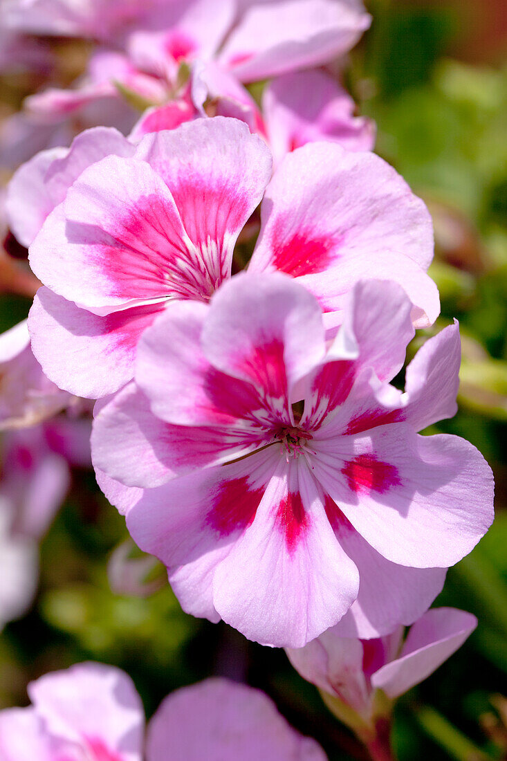 Pelargonium