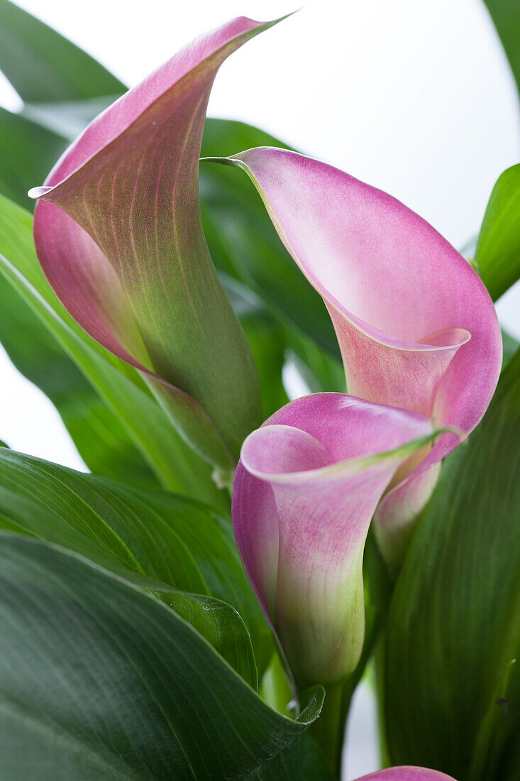 Calla