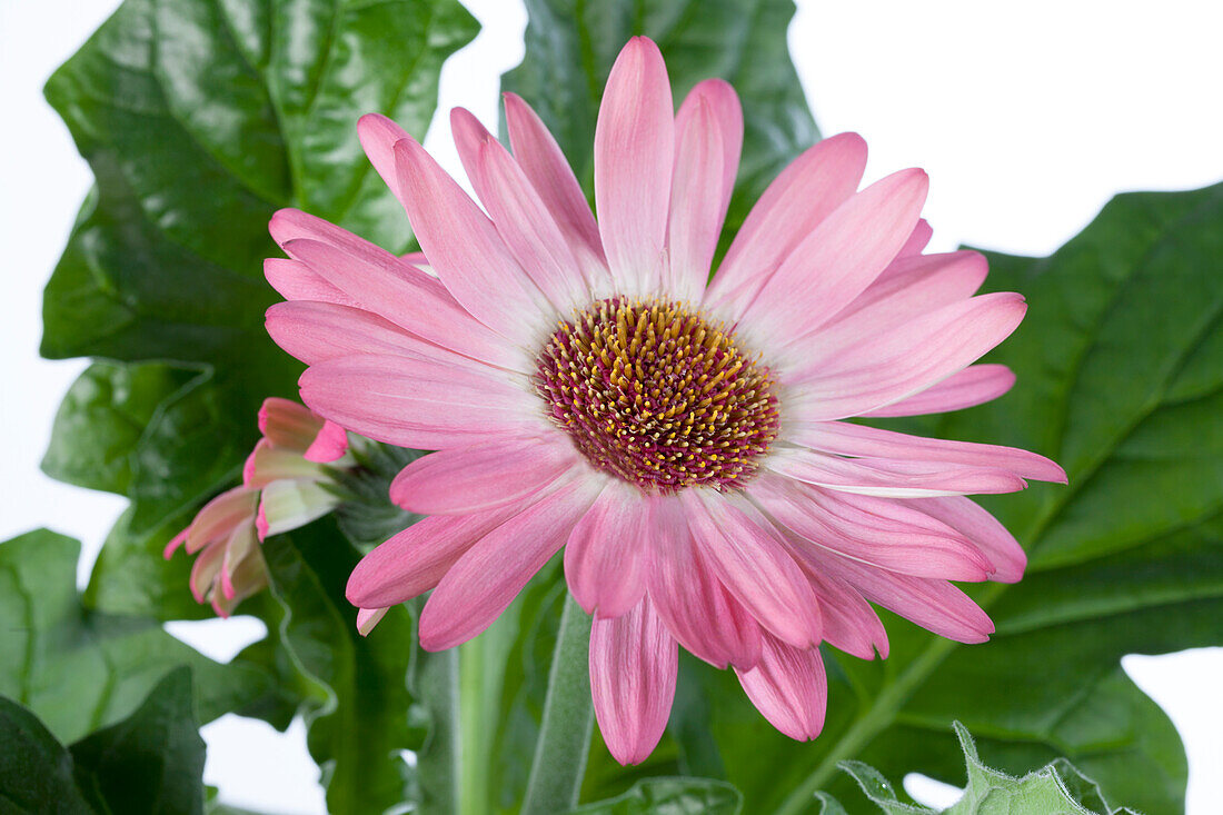 Gerbera, rosa