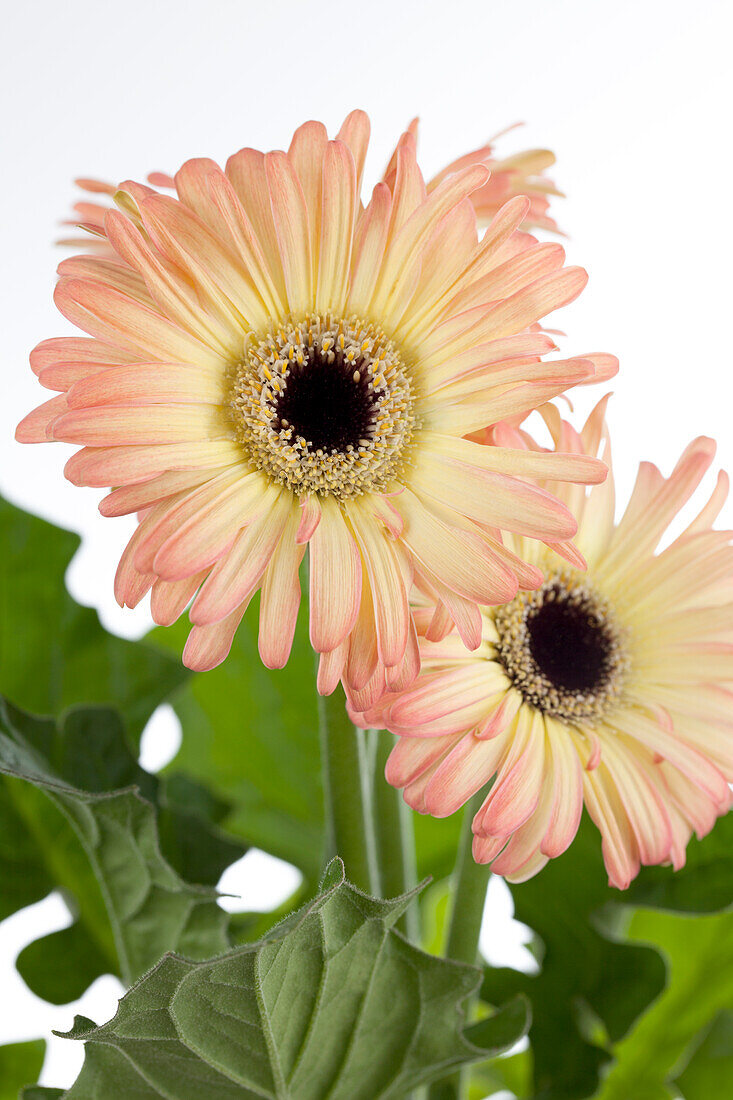 Gerbera