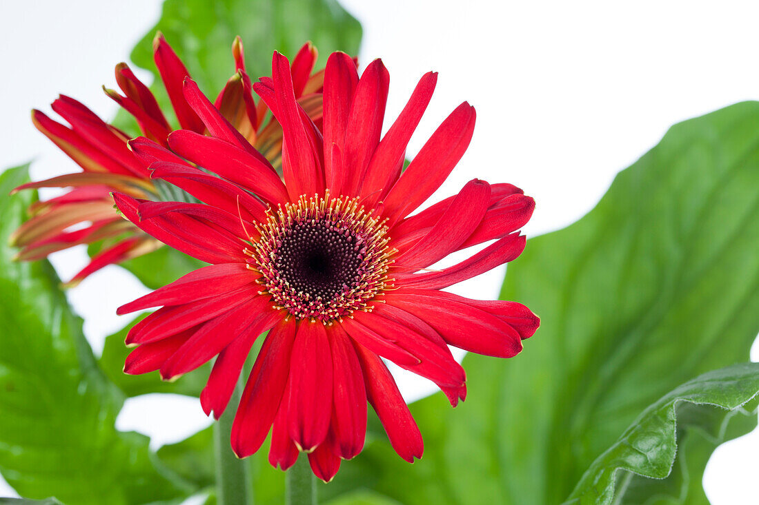 Gerbera, rot