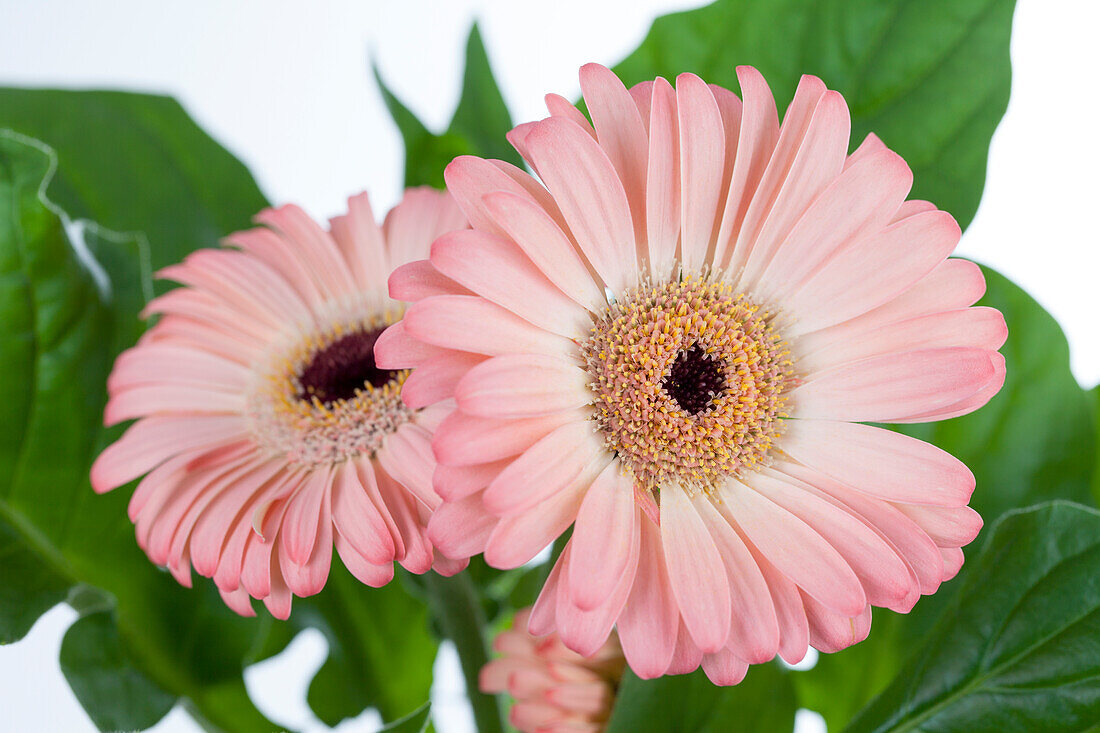 Gerbera, pink