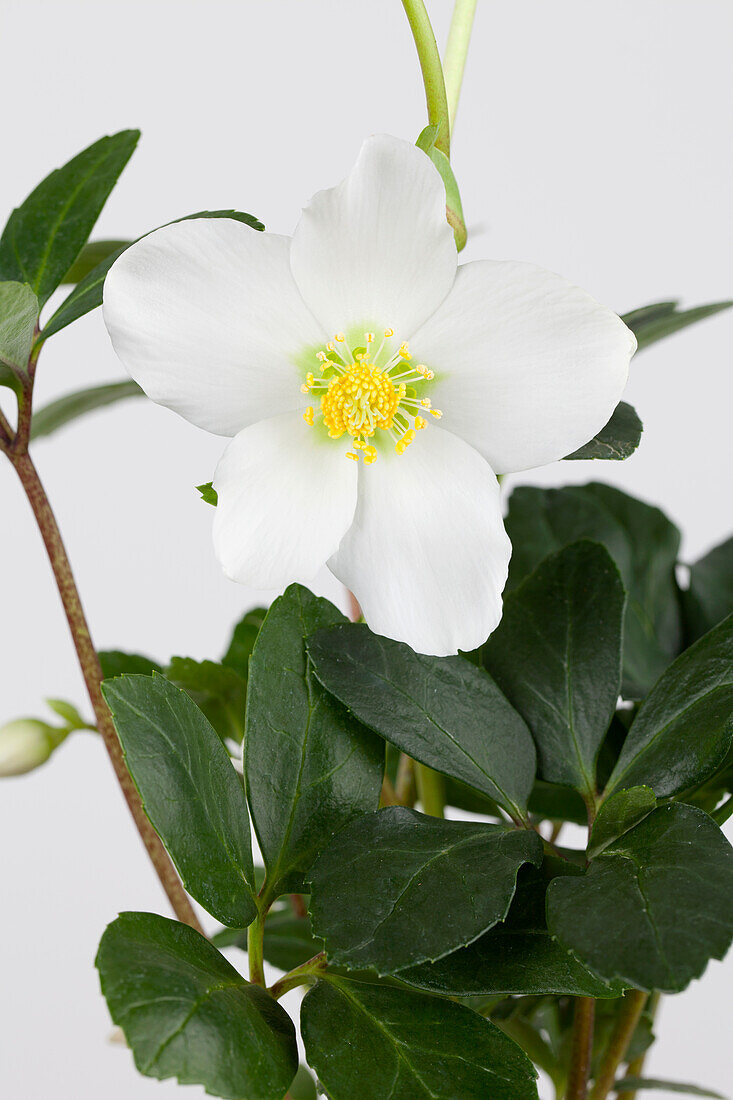 Helleborus niger 'Johanna