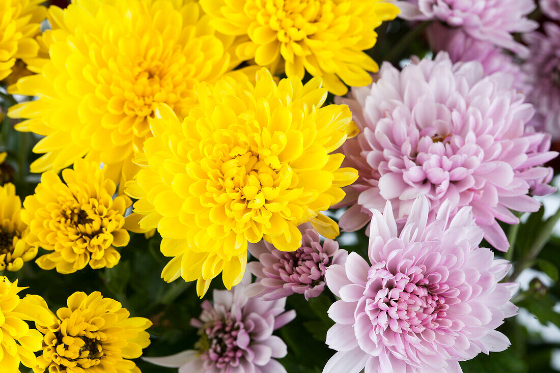 Chrysanthemum indicum Garden Mums