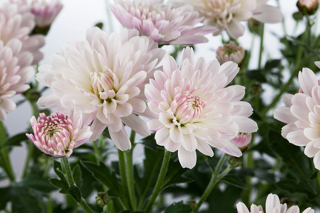 Chrysanthemum indicum 'Garden Mums'