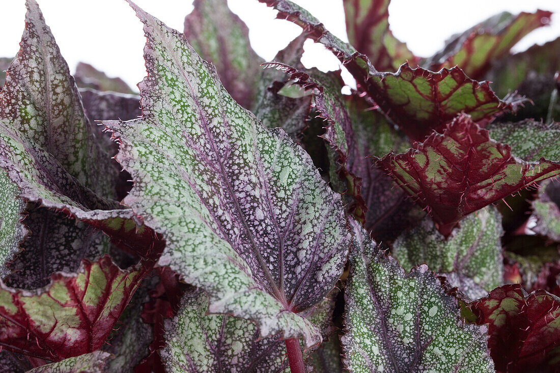 Begonia 'Beleaf'®