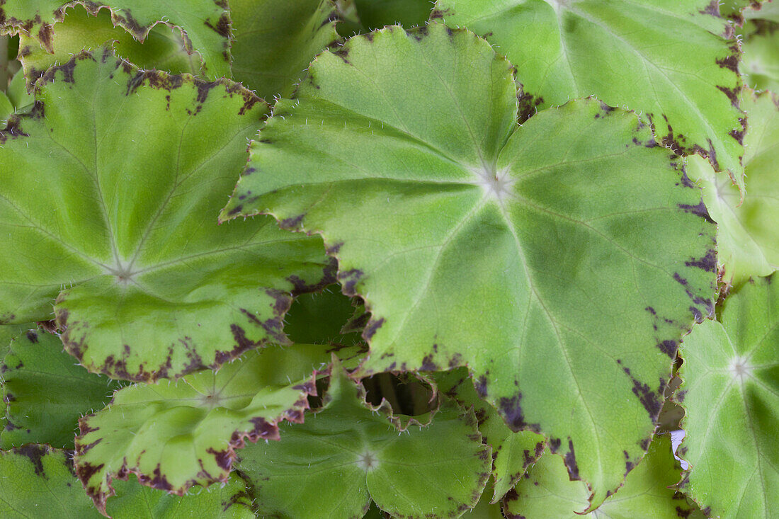 Begonia 'Beleaf'®