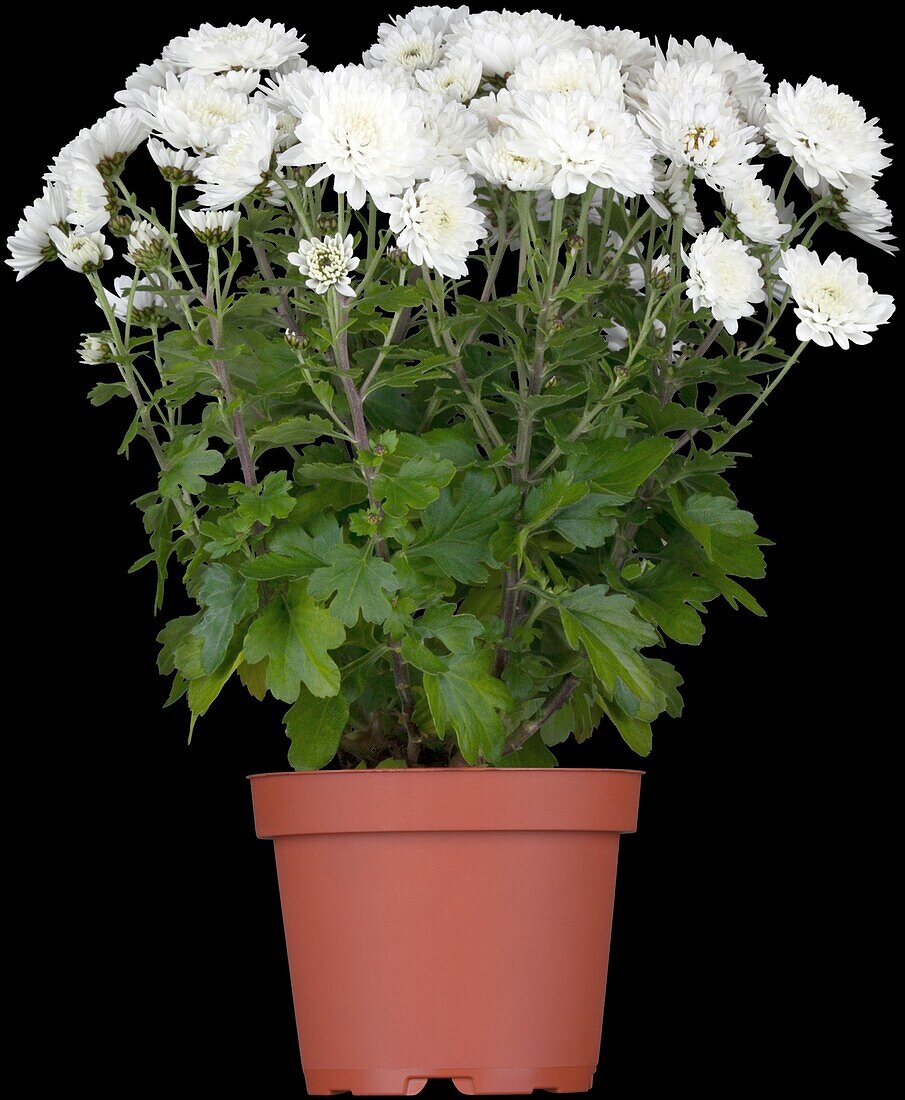 Chrysanthemum indicum, white