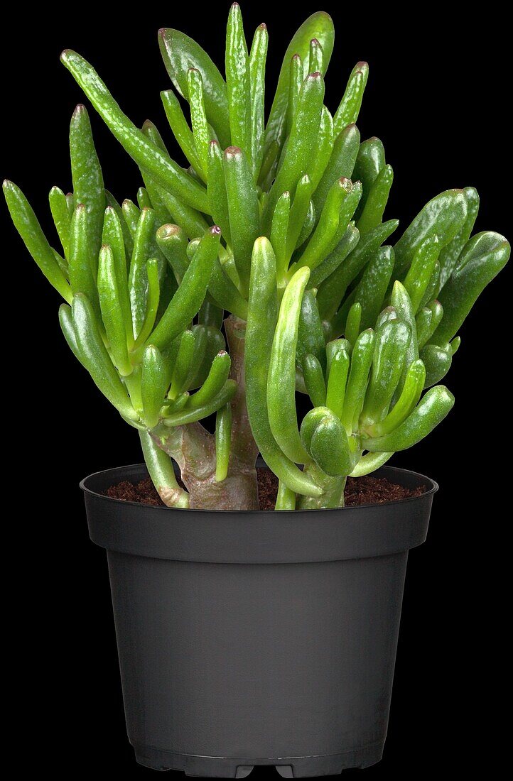 Crassula ovata 'Gollum