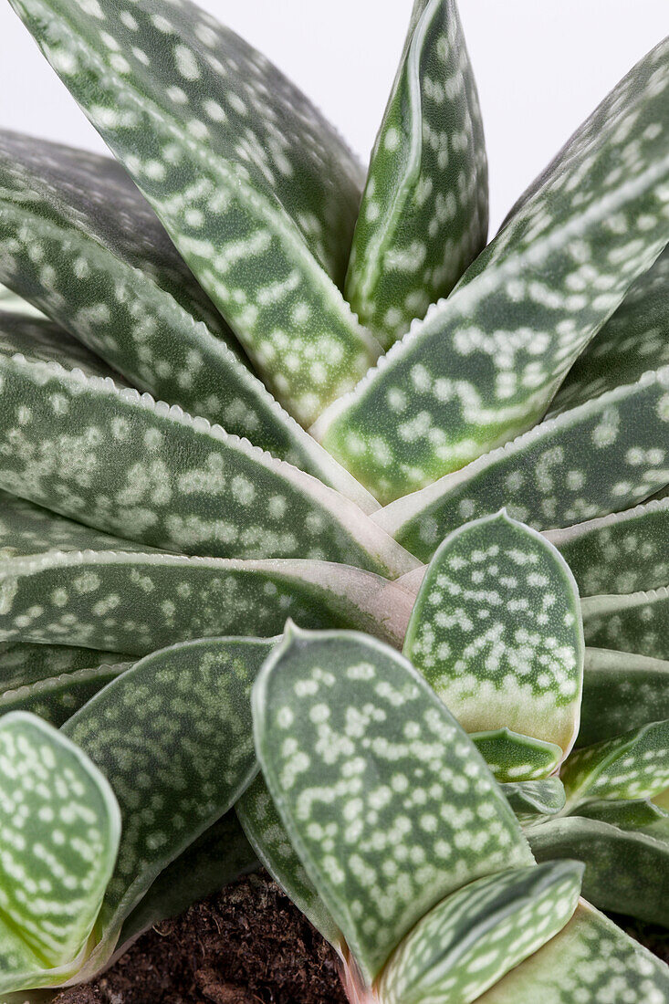 Gasteria