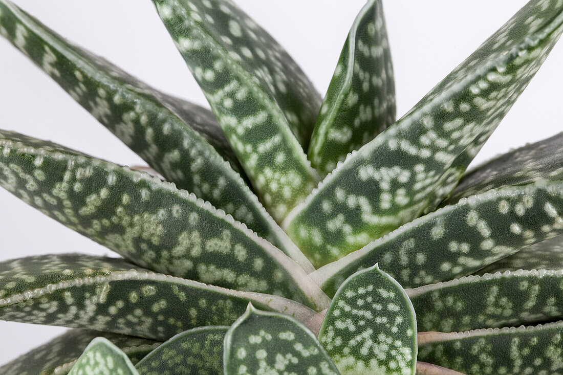 Gasteria