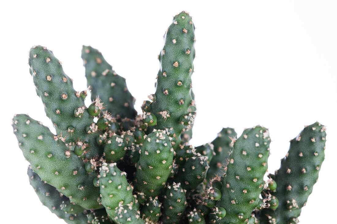 Opuntia