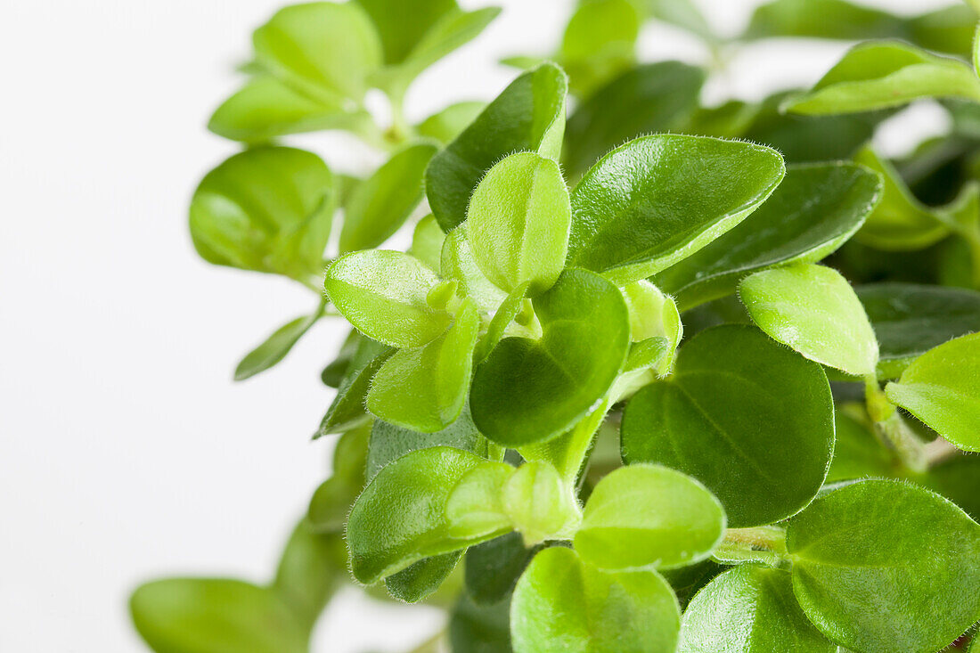 Peperomia rotundifolia Rondo Veneziano