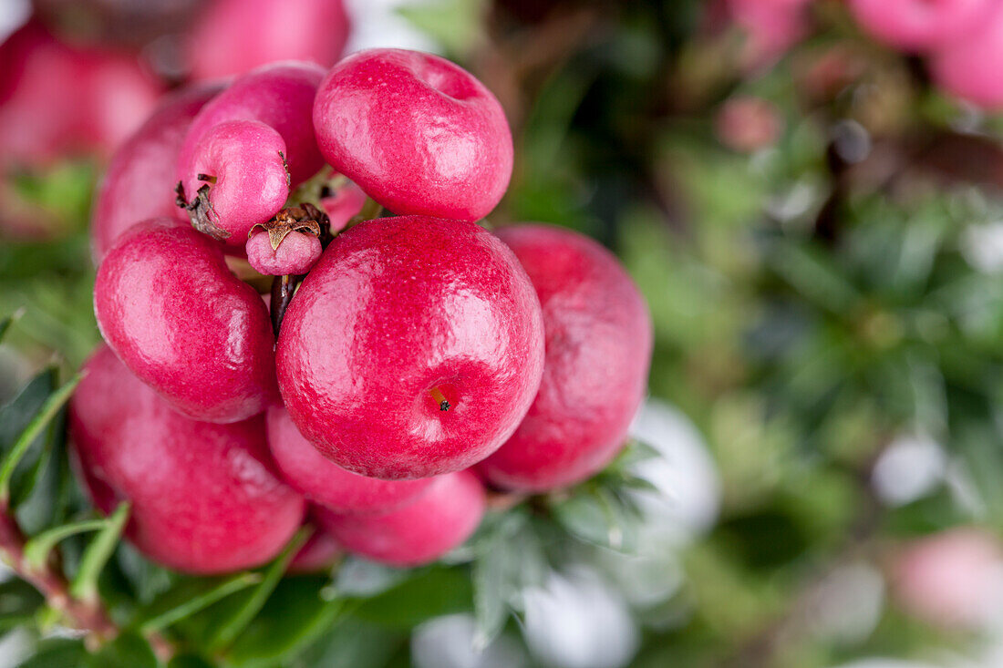 Gaultheria mucronata