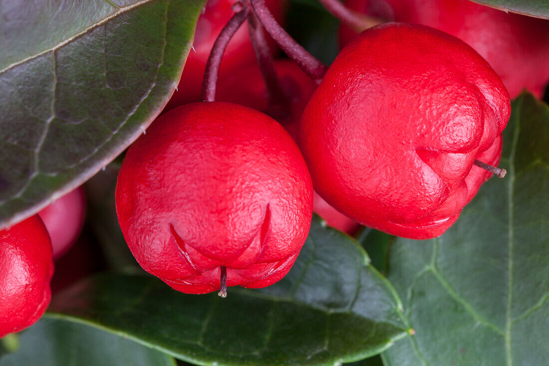 Gaultheria procumbens