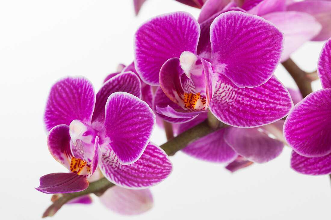 Phalaenopsis