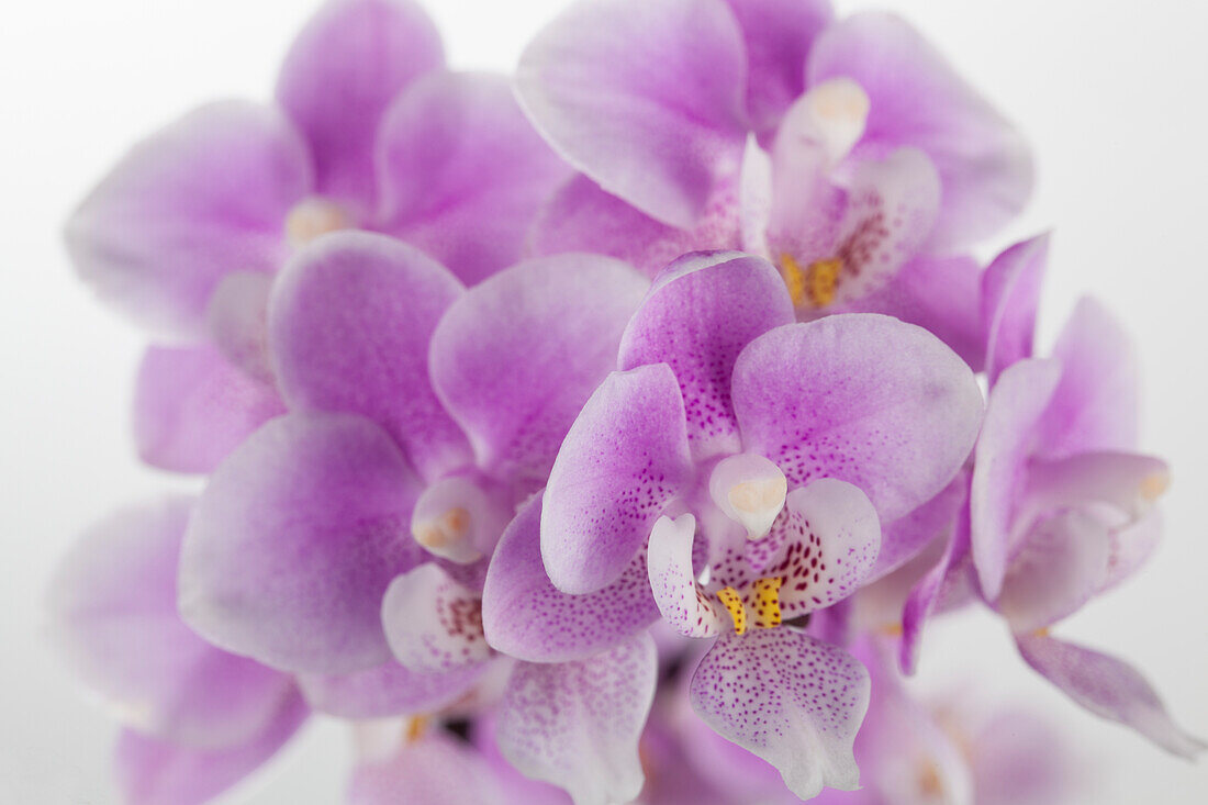 Phalaenopsis