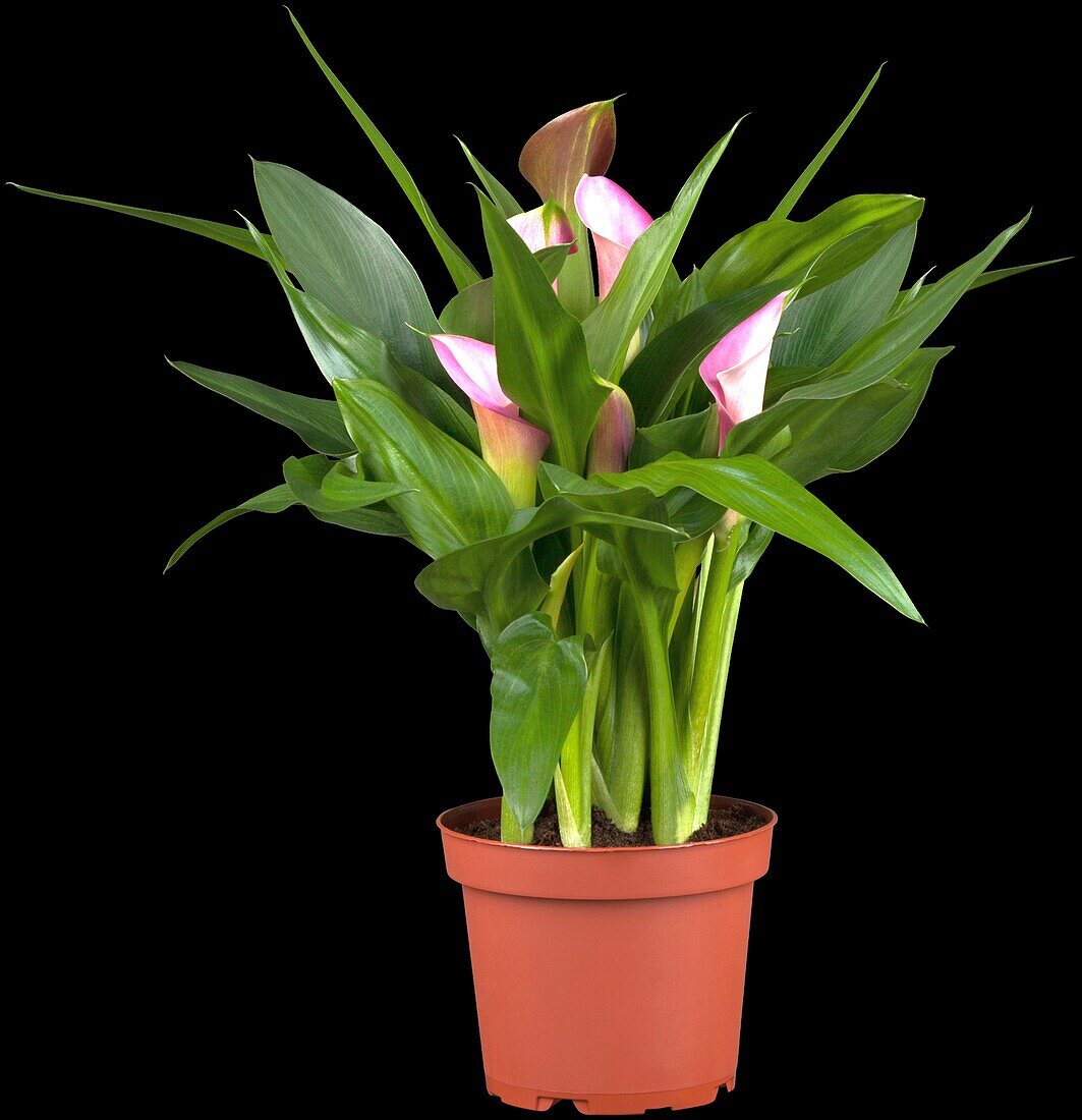 Zantedeschia aethiopica, pink