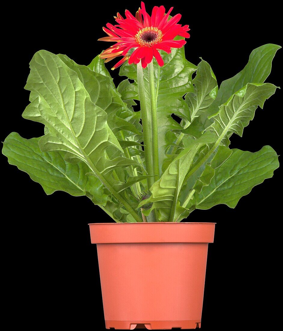 Gerbera, red