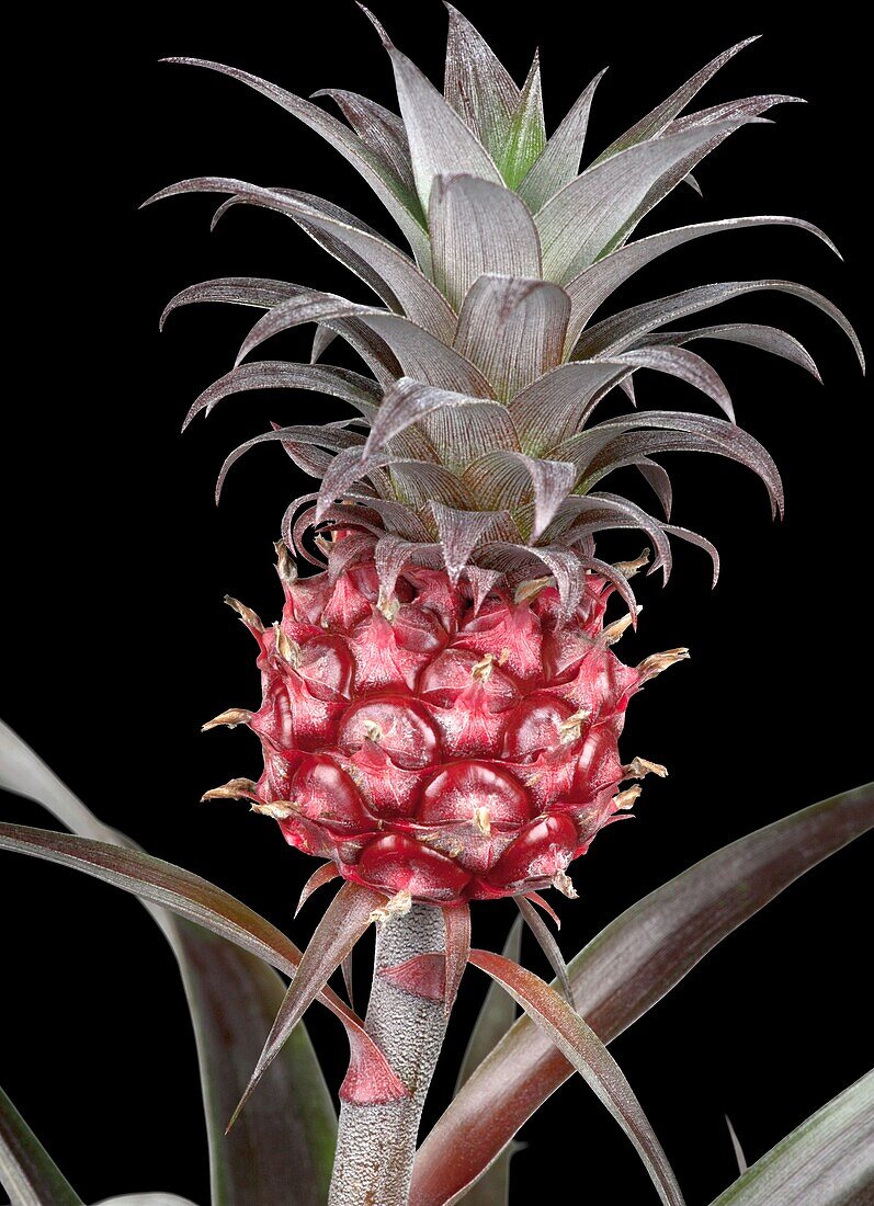 Ananas comosus