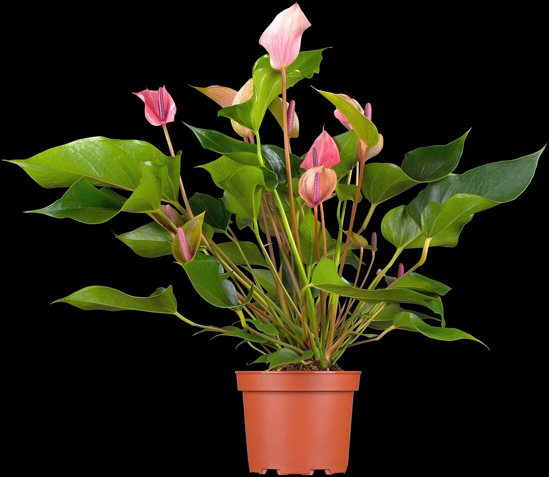 Anthurium x andreanum Turenza