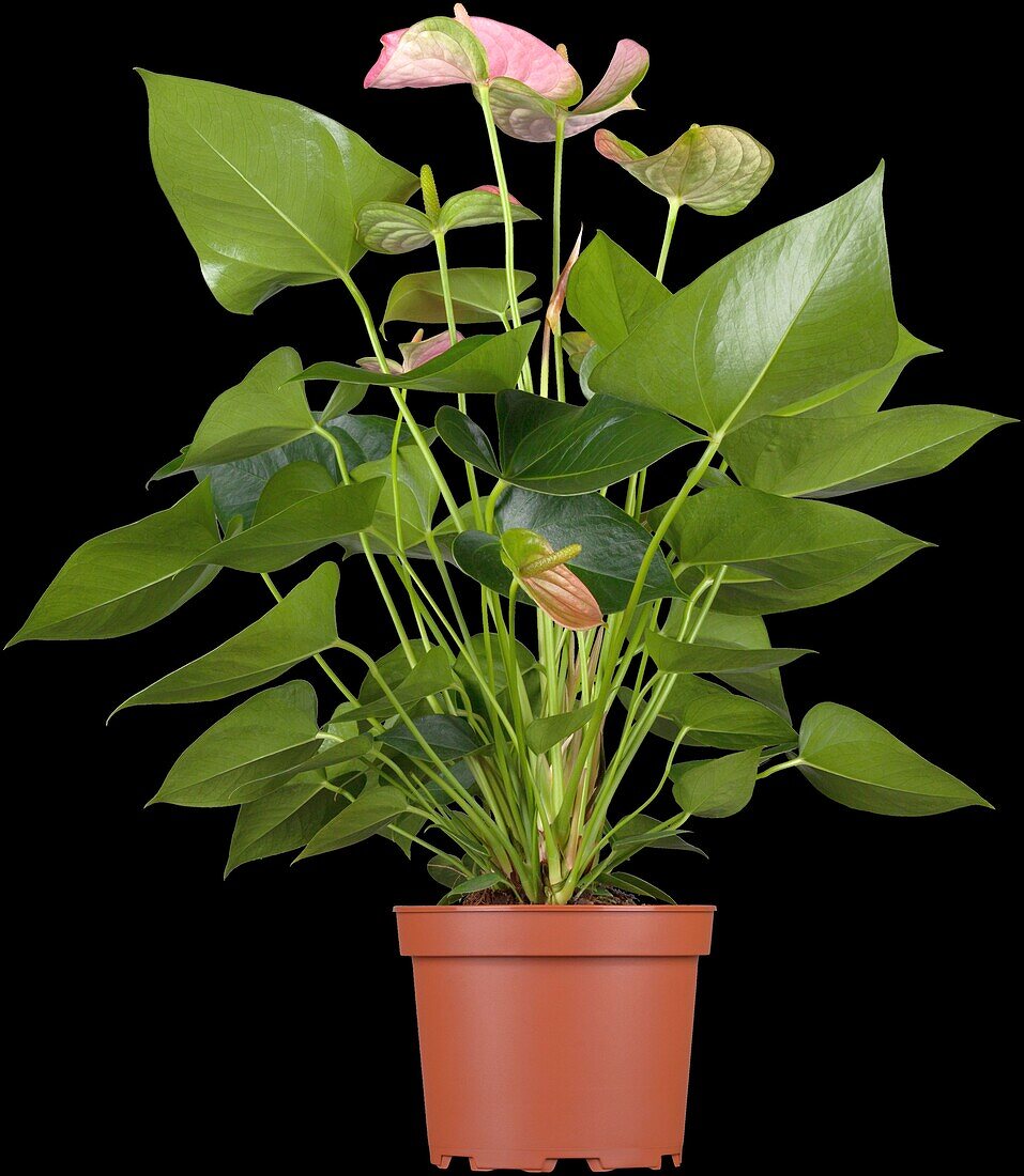 Anthurium x andreanum 'Pandola'