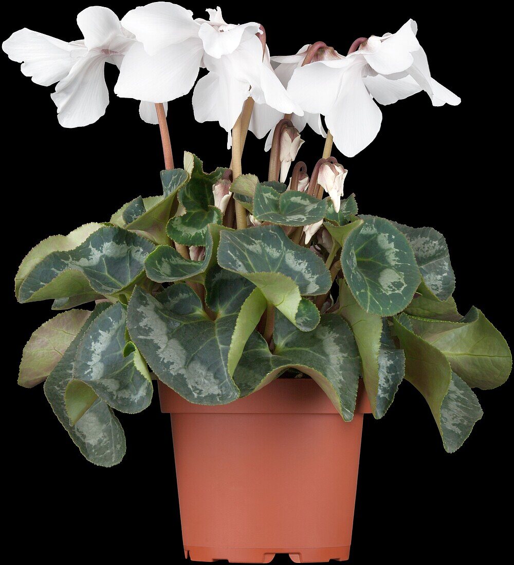 Cyclamen 'Midi Wella