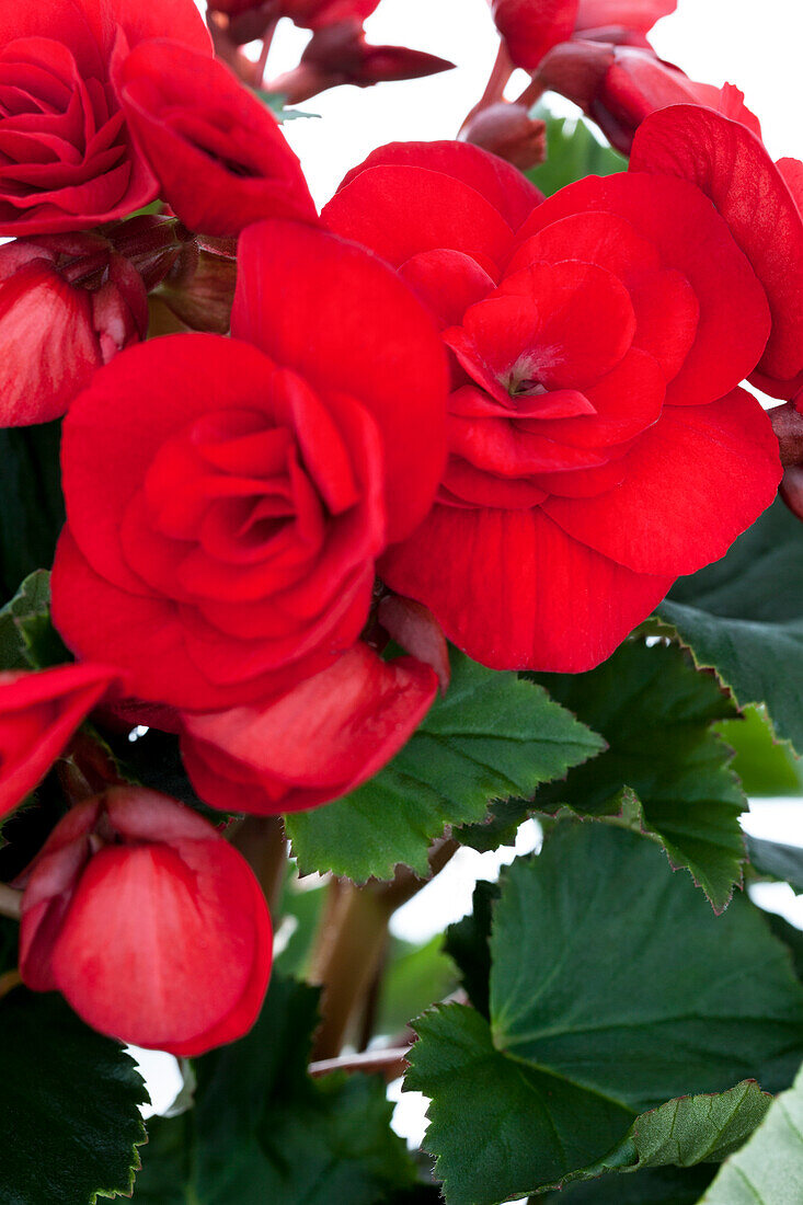 Begonia elatior