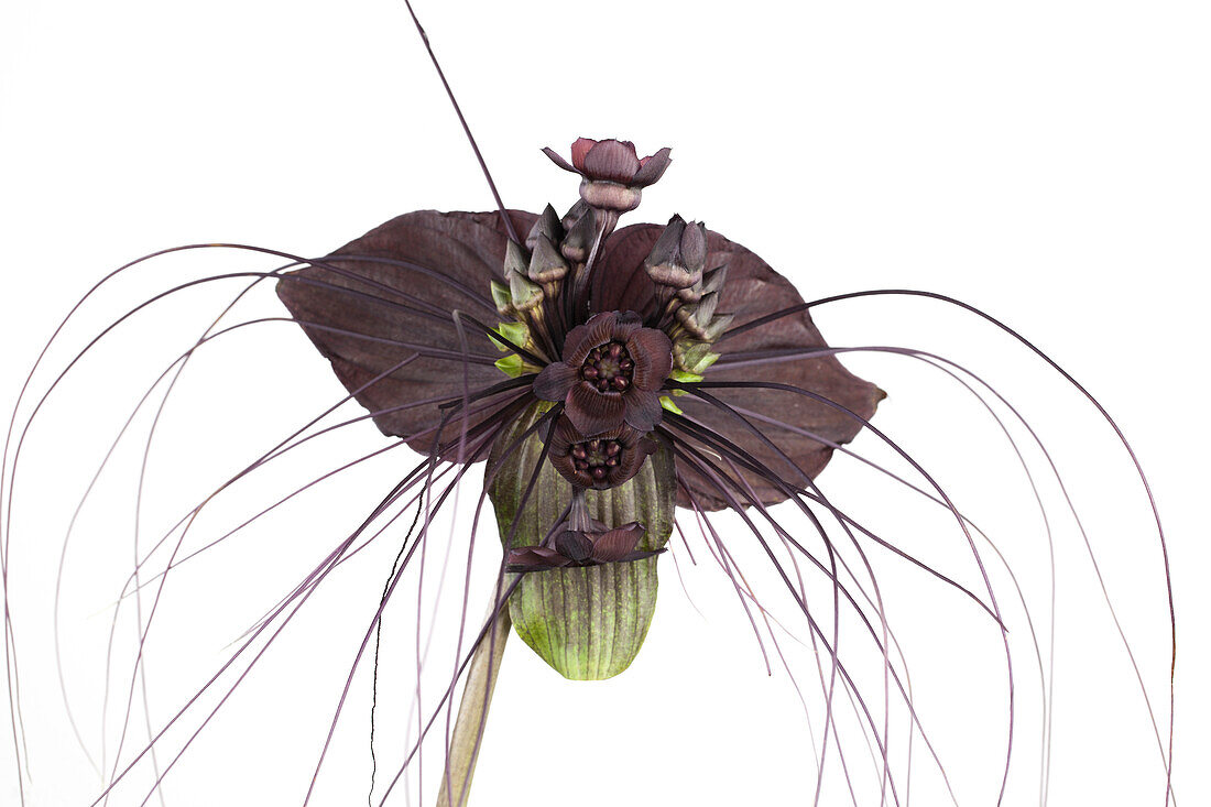 Tacca chantrieri