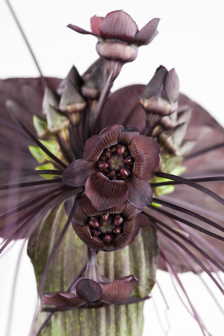 Tacca chantrieri