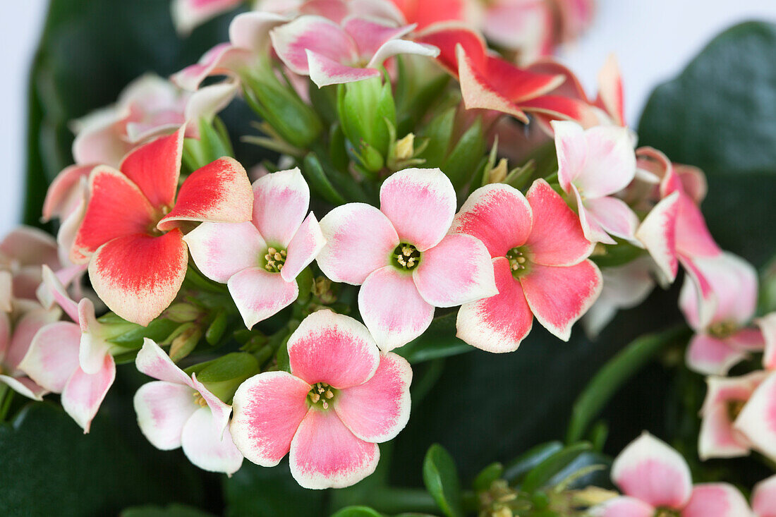 Kalanchoe Piton