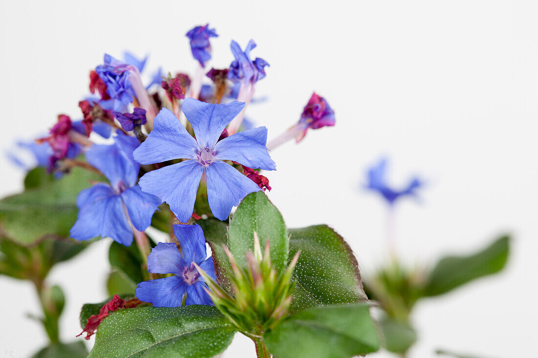 Ceratostigma plumbaginoides