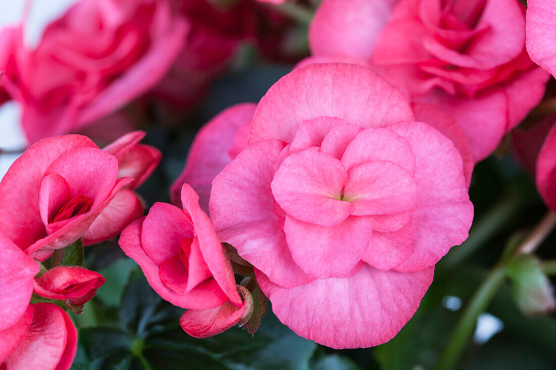 Begonia elatior