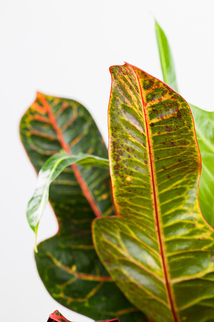 Codiaeum variegatum 'Excellent'